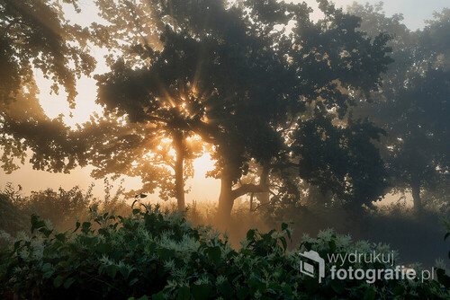 Wrześniowy poranek i walka słońca z mgłą.  