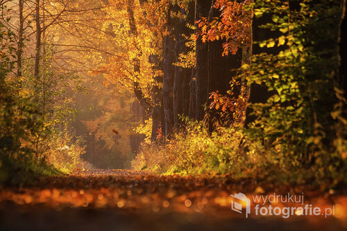 Zdjęcie zrobione późnym jesiennym popołudniem w Goczałkowicach Zdrój. 