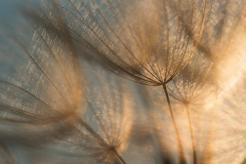 Kozibród łąkowy w zachodzącym słońcu.