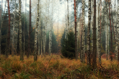 Jesienny mglisty poranek w Kobiórskim lesie.