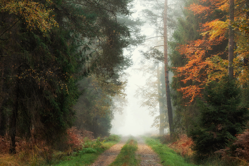 Mglisty jesienny poranek w kobiórskim lesie.