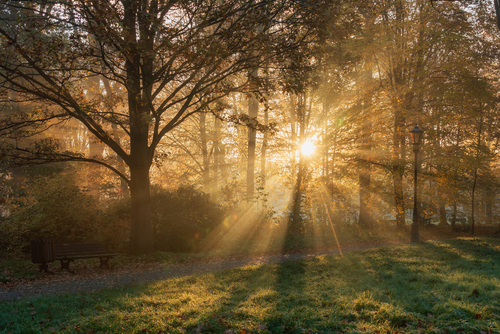 Słońce przenikające przez mgłę, w parku w Pszczynie jesienią. 