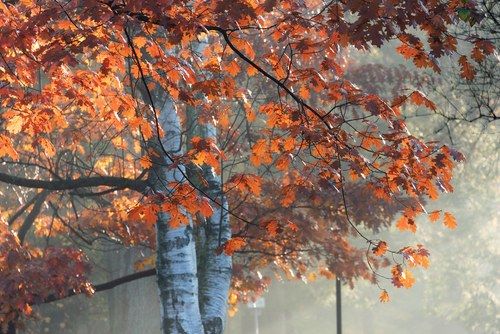Jesienny poranek w parku w Pszczynie