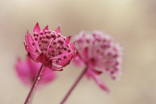 Jarzmianka Astrantia to bardzo wdzięczy i dekoracyjny kwiat. Na zdjęciu Astrantia Major Claret. 