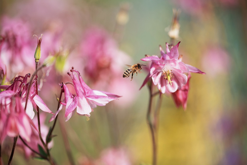 Różowe kwiaty orliki w ogrodzie w pastelowych barwach. Pszczoła lecąca do kwiatka.