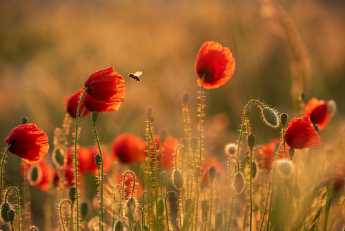 Poranek na makowym polu, pszczoła lecąca do kwiatka