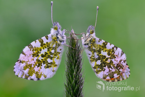 Zdjęcie przedstawia dwa motyle. Zorzynek rzeżuchowiec bo tak brzmi ich nazwa gatunkowa :).