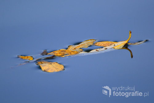 Jesienne liście wpadające do wody.