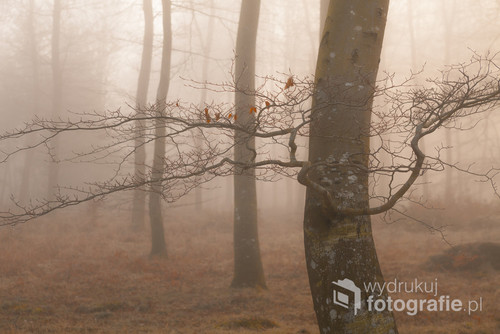 Poranny spacer w pobliskim lesie zaowocował kilkoma kadrami drzew. Było mgliście, cicho i pozytywnie samotnie.