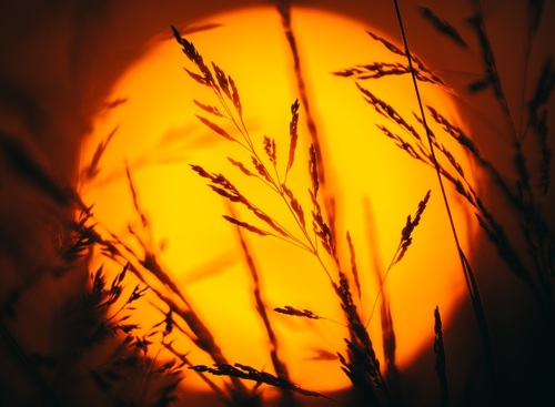 Fotografia została wykonana przy pomocy teleobiektywu na częstochowskich polach, tak aby rozmazane zachodzące słońce tworzyło interesujące tło zdjęcia. 