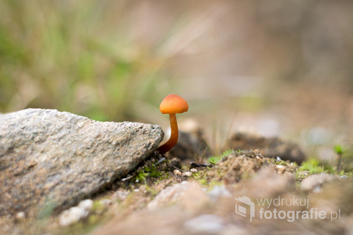 Zdjęcie wykonane późną jesienią w paśmie Gór Sowich. Mą szczególną uwagę przykuł mały grzybek wyrastający spod kamienia. Uznałem że będzie to dobry motyw do zdjęcia. 