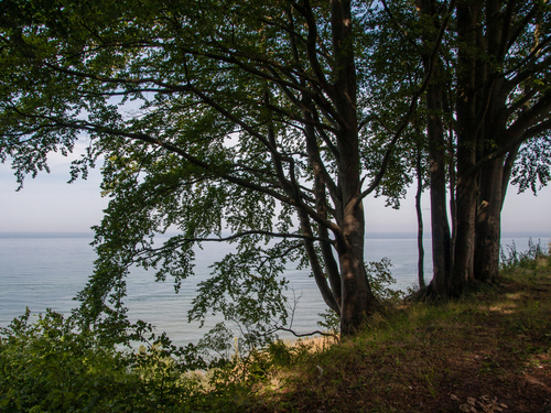 Drzewa na klifie w okolicy przylądka Rozewie nad Morzem Bałtyckim.