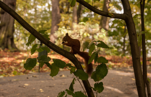 Wiewiórka uchwycona na jednym ze spacerów po Parku Bednarskiego w Krakowie-Podgórzu.