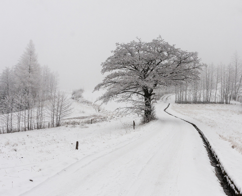 Samotne drzewo przy drodze uchwycone podczas zimowej wycieczki z Wiśniowej na Ciecień w Beskidzie Wyspowym.