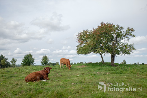 Fotografia przedstawia pasące się krowy w okolicy Doliny Czarnej Hańczy