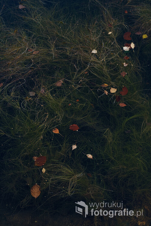 Fotografia zostało wykonana w rezerwacie Kolorowe Jeziorka na Dolnym Śląsku. Przestawia podwodne rośliny w odmętach Błękitnego Jeziorka wraz z jesiennymi liśćmi.