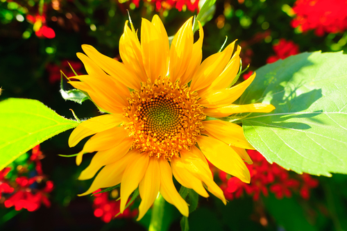 Zdjęcie pięknie kwitnącego słonecznika w ogrodzie.