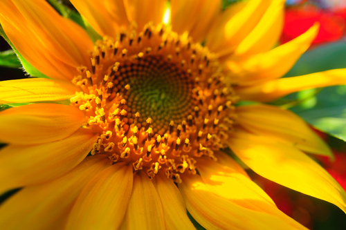 Zdjęcie zbliżenie na pręciki kwitnącego słonecznika w ogrodzie.