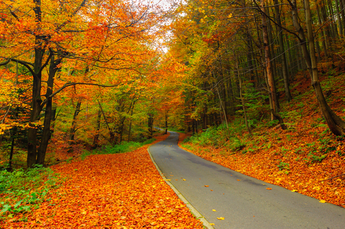 Piękny jesienny widok z drzewami pokrytymi kolorowymi liśćmi.Przez krajobraz przebiega droga