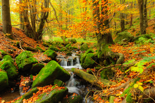 Zdjęcie przedstawiające piękne barwy jesieni w lesie.Przez centrum kadru przebiega leśny strumień.