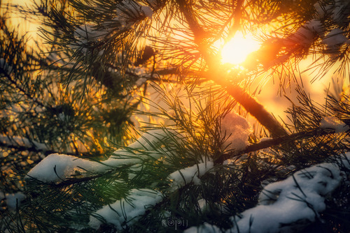 Śnieg na drzewie iglastym w promieniach zachodzącego słońca.