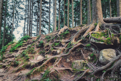 Korzenie drzewa w Karkonoszach niedaleko Dzikiego Wodospadu w Karpaczu.