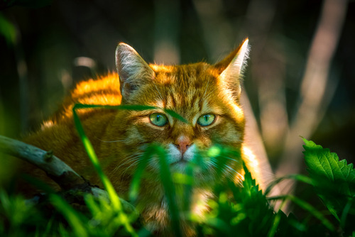 Rudy kot schowany w gąszczu zielonych liści