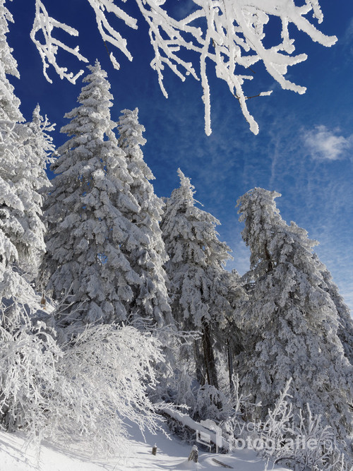 Zachwyciły mnie drzewa oblepione śniegiem na szczycie Łysej Góry w Czechach.