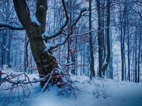 Bajkowy, zimowy krajobraz na  Skrzycznym