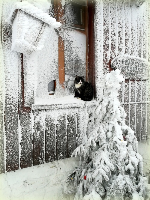 Taki jegomość, siedzący przy kuchennym oknie. Dookoła piękna zimowa aura. 
