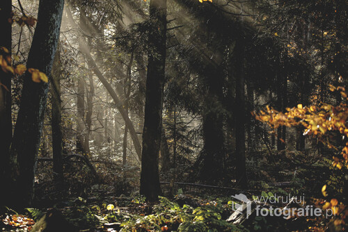 Jesienią lasy są piękne! Pełne wilgoci, gry świateł i cieni oraz przemykających, złotych kolorów.