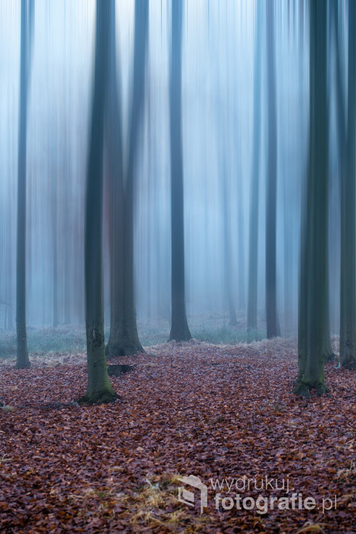 Zimowy, lekko mglisty przydrożny las w Małopolsce. Drzewa zostały rozmyte aby nadać zdjęciu tajemniczego charakteru.