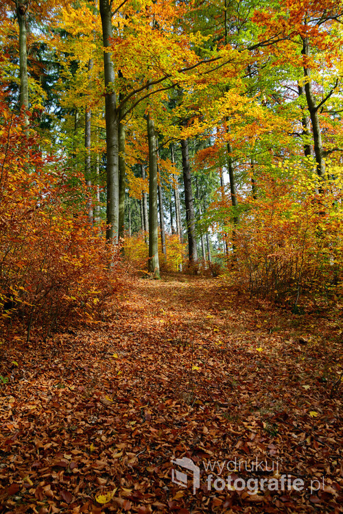 Lasy w Górach Sowich, zdjęcie wykonane jesienią 2019.