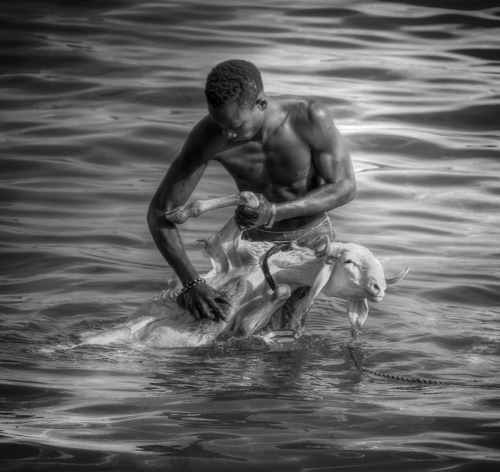 Myjący kozę w oceanie, codzienna rutyna zaobserwowana w Dakarze, Senegal.