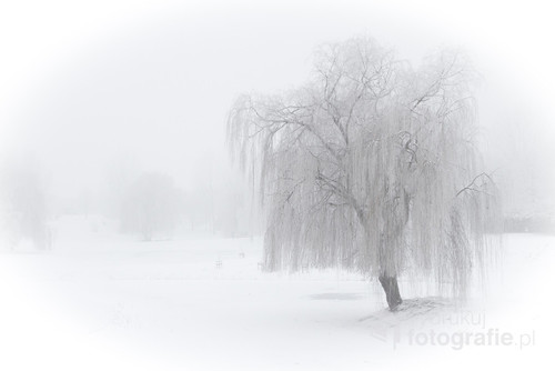 Samotne ośnieżone drzewo w mgliste zimowe popołudnie.
Park w Kaliszu 2017r.