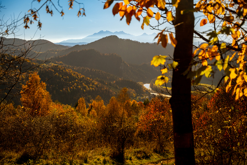 Widok na Tatry i przełom Dunajca. Zdjęcie zrobione z żółtego szlaku w okolicach Bryjarki w Beskidzie Sądeckim. (20.10.2022)