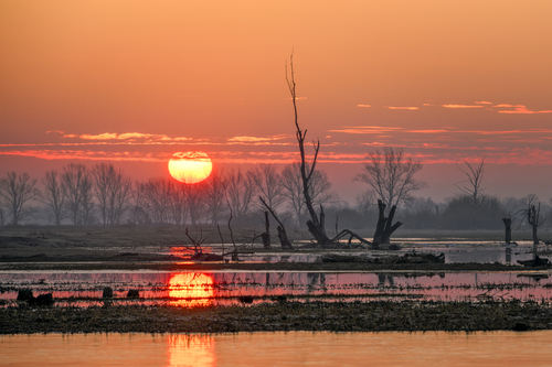 Zdjęcie powstało o wschodzie słońca na rozlewiskach Bugu na Mazowszu w okolicach wsi Popowo-Kościelne, zostało wyróżnione na portalu Kraina Bugu jako zdjęcie dnia.