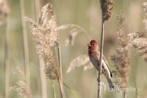 Dziwonie to jedne z piękniejszych ptaków, znalazłem je k. trzcinowiska i odwiedzam je co roku...