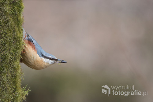 Kowaliki to bardzo wdzięczne ptaki do fotografowania jak się ma sporo cierpliwości.