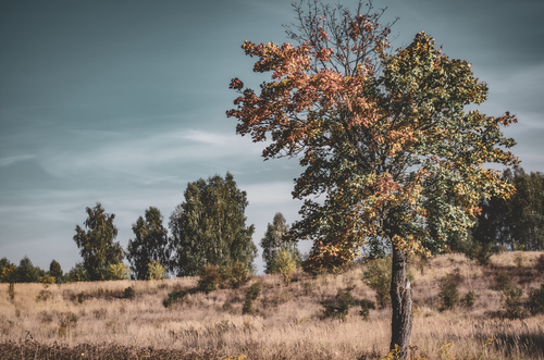 Samotne drzewo napotkane wczesną jesienią w okolicy miejscowości Trzcianka.