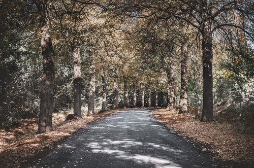 Przepiękna droga usłana kolorami jesieni. Idealny obraz do wnętrz ciepłych i nowoczesnych.