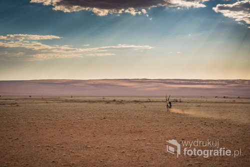 Zdjęcie zostało zrobione w drodze do Sesriem w Namibii. Niedługo przed zachodem słońca udało mi się uchwycić uciekającą w dal antylopę. Wyprawa miała miejsce w marcu 2017.