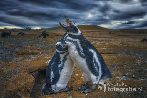 Wyspa Magdalena to chilijska wyspa umiejscowiona na środku cieśniny Magellana , którą zamieszkuje największa liczba na świecie pingwinów magellańskich  , Zdjęcie dostało się do galerii najlepsze zdjęcie miesiąca listopada 2016 w magazynie FOTOGRAFIA 