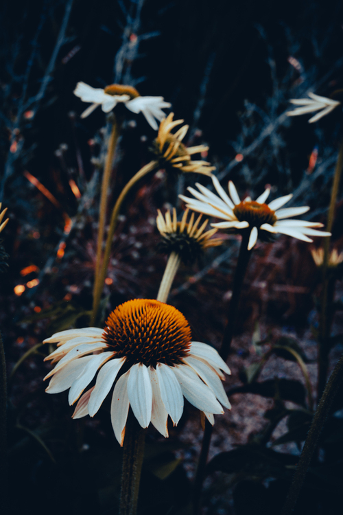 Na zdjęciu są kwiaty jeżówki wąskolistnej przedstawione w stylu mrocznym.