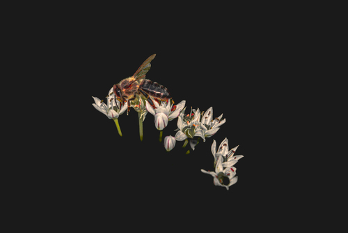 Fotografia przedstawia pszczołę na kwiatach na czarnym tle.