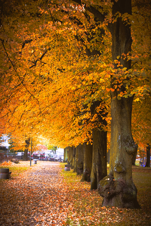 Zdjęcie przedstawia aleję jesiennych drzew w parku.