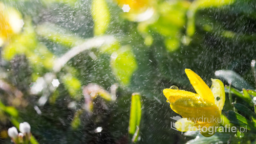 Żółty, łąkowy kwiat z kroplami wody, wiosenne zdjęcie.