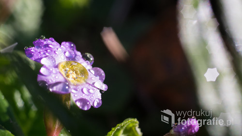 Fioletowy mały kwiat w ogrodzie oświetlony promieniami słońca