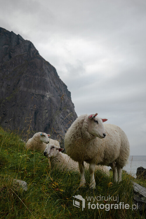 Norweskie owce na górskich zboczach 