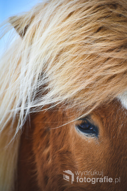 Koń islandzki, czyli jedna jedyna rasa konia występująca w Krainie Ognia i Lodu